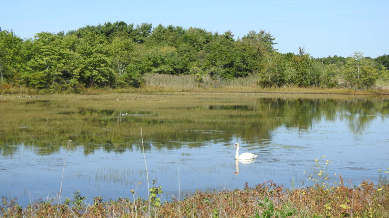 A swan swims through the wetlands within the Edwin B. Forsythe National Wildlife Refuge