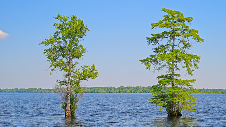 Water Tupelo and a Bald Cypress in Lake Drummond in the Great Dismal Swamp