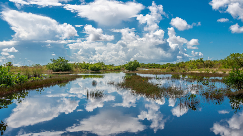 Blue sky and clouds reflecting in the water in the Florida Everglades