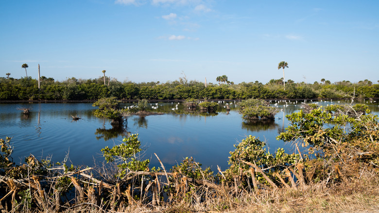 Florida's Merritt Island National Wildlife Refuge in the Morning