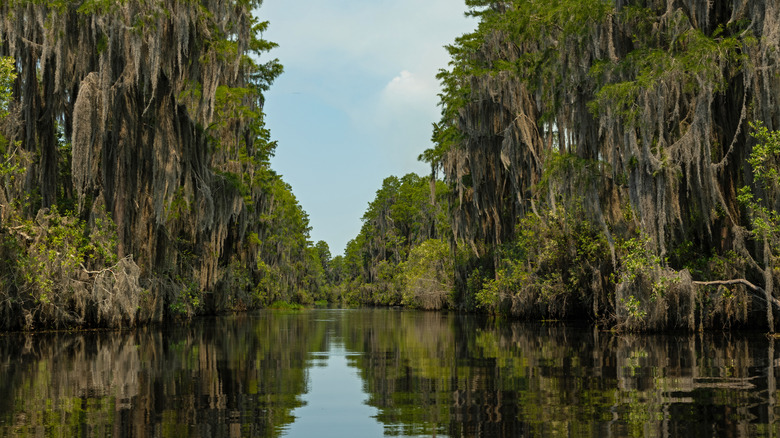 Moss-draped trees overlook the water in the Okefenokee National Wildlife Refuge