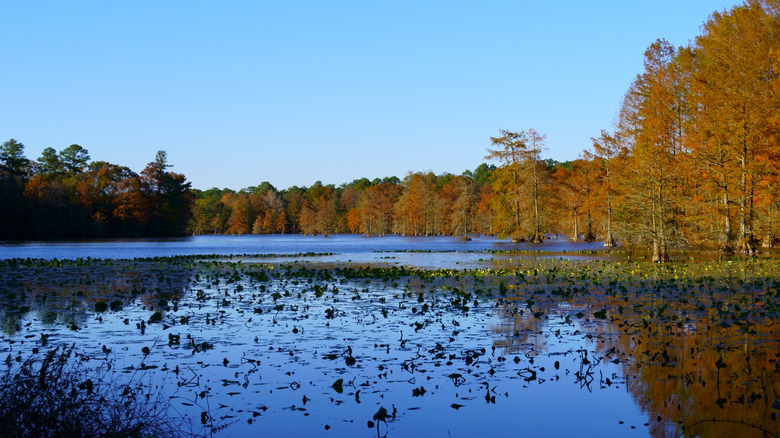 Delaware's Trap Pond State Park on a beautiful fall day