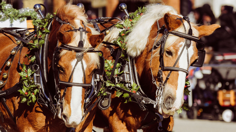 Horses in a parade