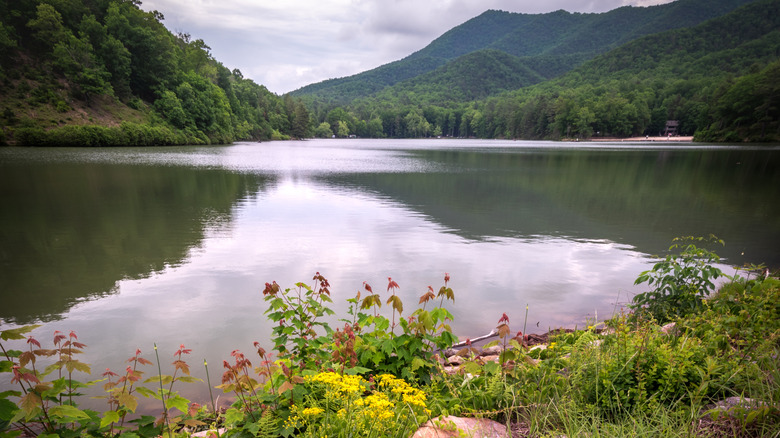 Late Spring wildflowers along the shore of Douthat State Park in the heart of Virginia's Blue Ridge Mountains