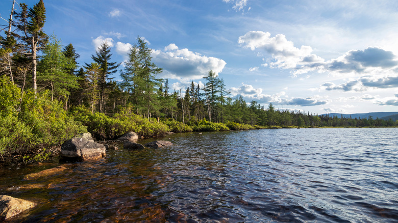 The pine-lined shoreline of Ethan Pond in New Hampshire