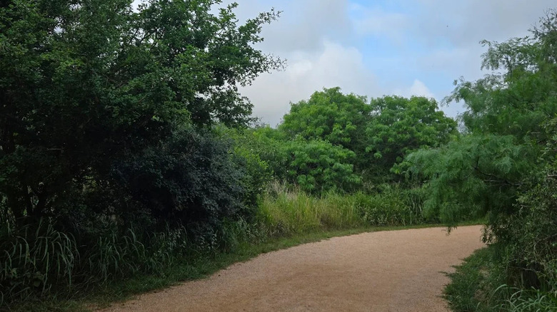Pathway surrounded by trees in the Oso Bay Wetlands Preserve