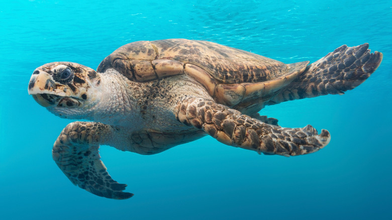 A sea turtle at Texas State Aquarium