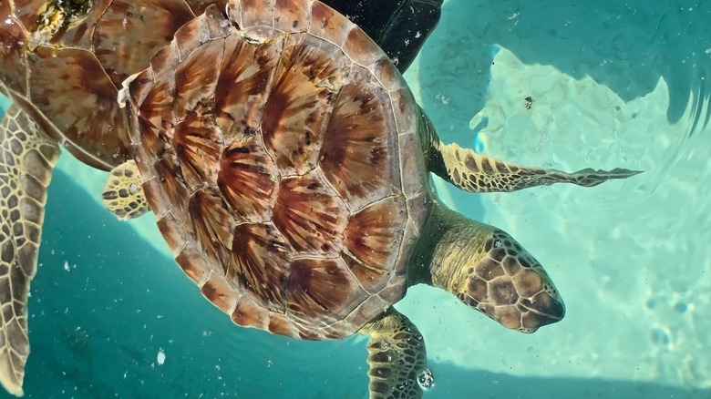 Sea turtles in the water in Texas Sealife Center
