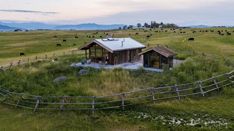 Wooden cabin surrounded by grazing cows
