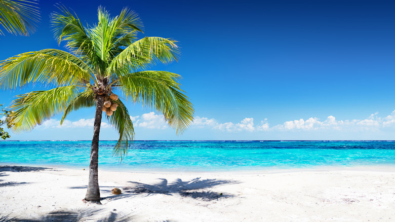 Palm tree on quiet island beach looking out to the turquoise waters