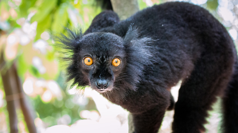 Black lemur of Nosy Komba, Madagascar