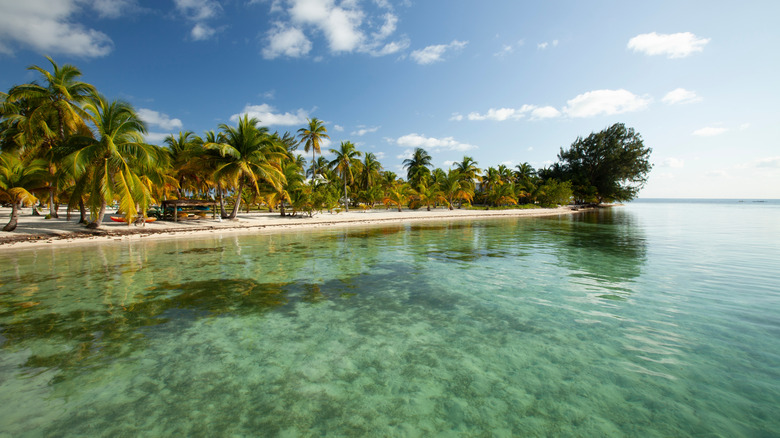 The protected coral surrounding South Water Caye, Belize
