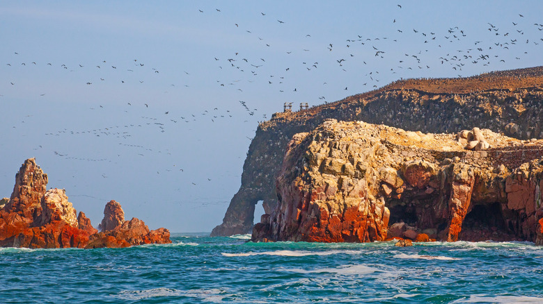 birds on Islas Ballestas