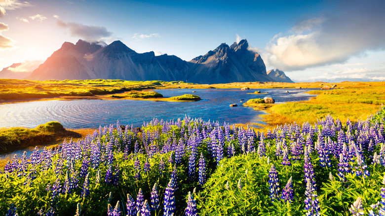 Blooming lupine flowers in Stokksnes headland in Iceland, with water and mountains in the background