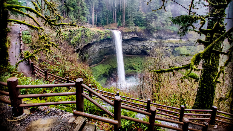 South Falls in Silver Falls STate Park, with pine trees around a clif with a waterfall and a path in the foreground