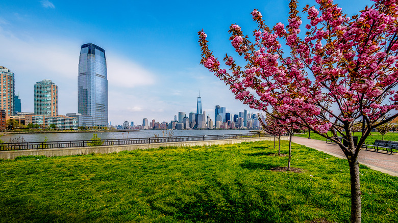 Manhattan skyline as seen from Liberty State Park, with pink-blossomed trees and green grass beside the Hudson River under a blue sky