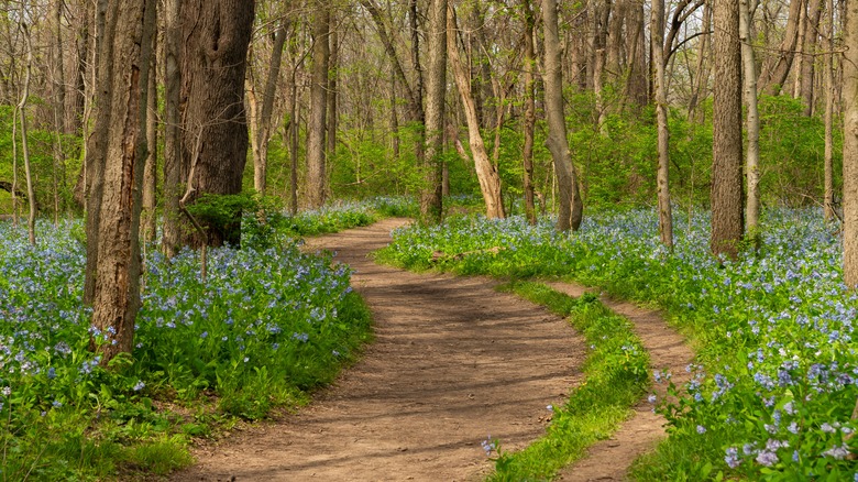 Dirt path between trees with bluebells and grass growing around them in Starved Rock State Park