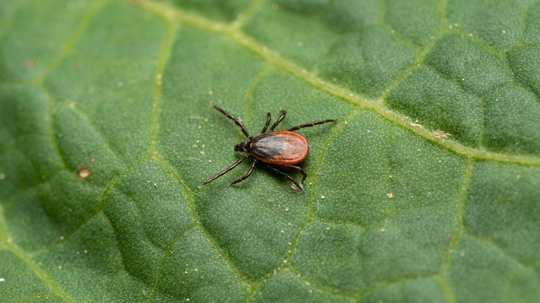 The 5 American States To Visit With Fewer Ticks Than The Rest, According To The CDC