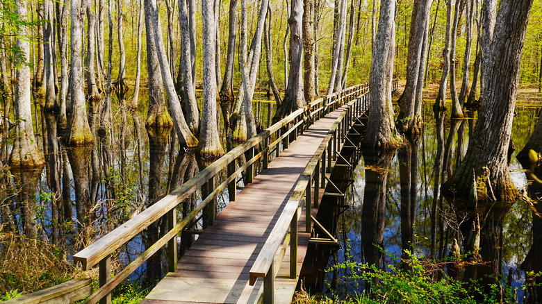 An elevated walkway spans a swampy area in rural Mississippi
