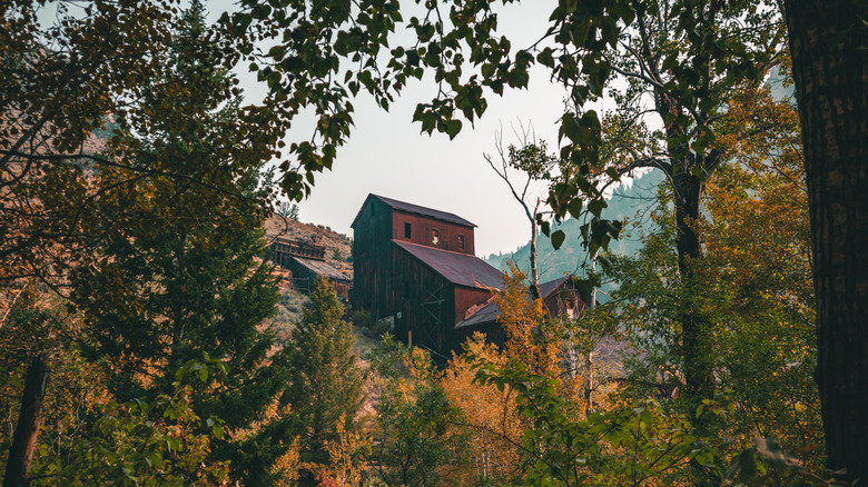 Abandoned wooden building on hill seen through trees in Bayhorse, Idaho