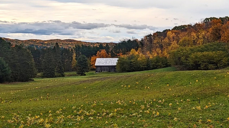 Old house in the middle of green meadow surrounded by woods in Michigan