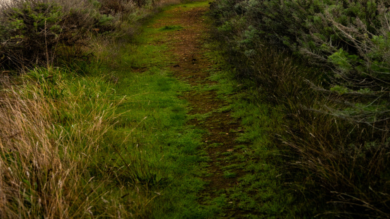A trail to the coast in Channel Islands National