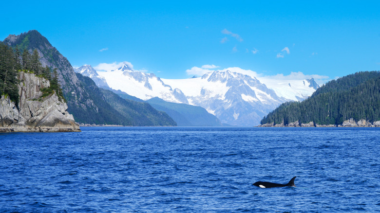 The incredible glacial landscape of seward ak with an orca whale