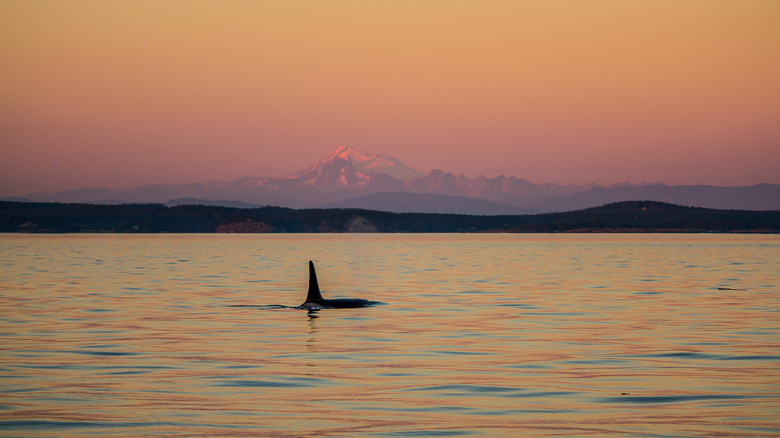 A Pacific Northwest mountain sunset with orca dorsal fin emerging form the waves