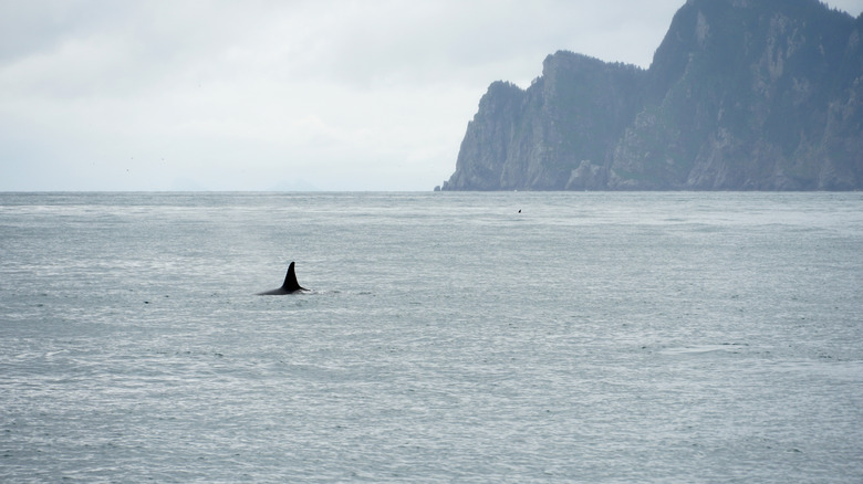 An orca whale's dorsal fin breaks the surface near cliffs seward alaska