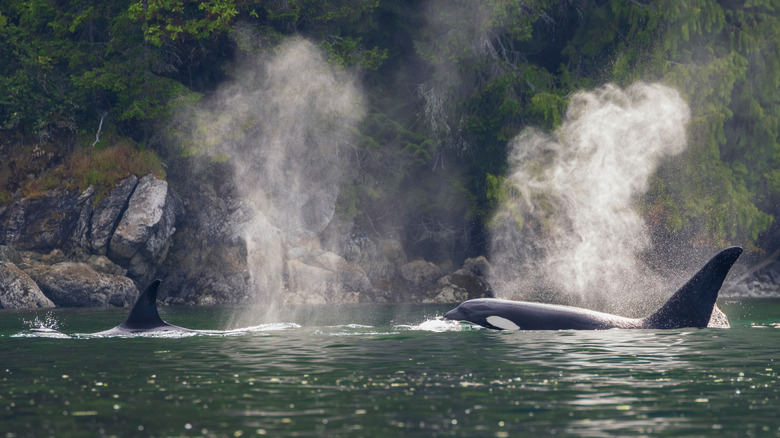 orcas blowing off the coast of san juan islands