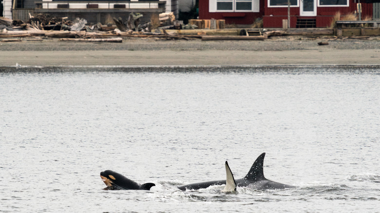 orcas swimming by homes on Whidbey Island