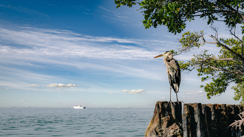 Wildlife moment in Biscayne National Park, a lone Great Blue Heron soaks up the Florida sun
