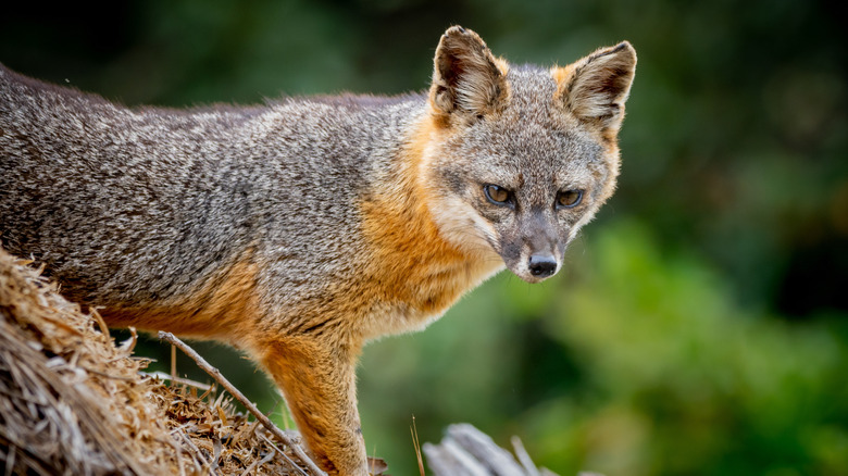 An island fox (Urocyon littoralis) poses on Santa Cruz Island in the Channel Islands National Park off the coast of Southern California