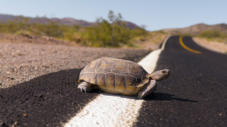 A Desert Tortoise shown crossing a road in Death Valley National Park