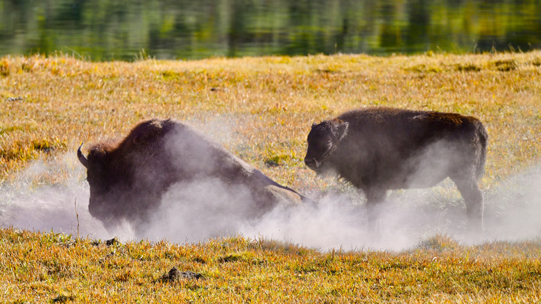 Two bison in Yellowstone National Park, one rolling in dust near a calm river