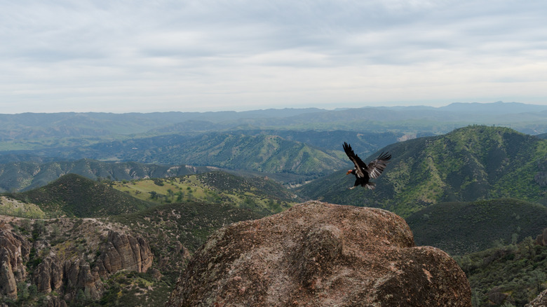 A California Condor lands on the edge of a cliff in Pinnacles National Park