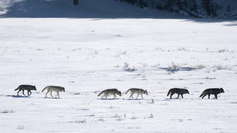 A Druid Wolf Pack in the Lamar Valley, Yellowstone National Park