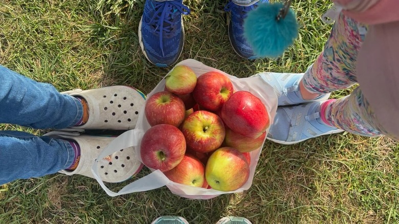 People picking apples at Bellewood Acres with fresh red crisp apples in a bag at feet