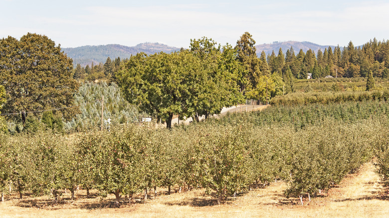 Apple orchard in the Apple Hill region by Boa Vista Orchards
