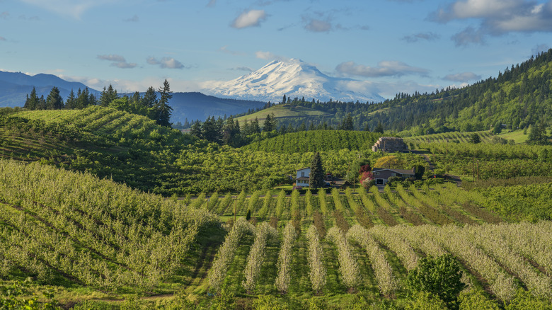 Apple orchards in Oregon's Hood River Valley with Mt. Hood in the background on a sunny day