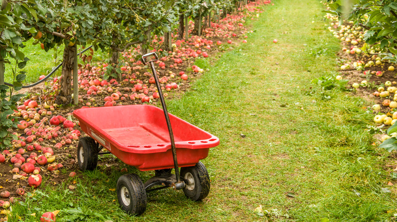 Honeycrisp apples on the ground during U-picking sessions at the Kiyokawa Family Orchards in Oregon