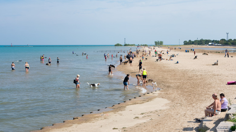 Visitors enjoying Montrose Beach on a sunny day