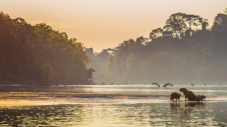 Capybaras on shores of Amazon Rainforest in Manu National Park, Peru