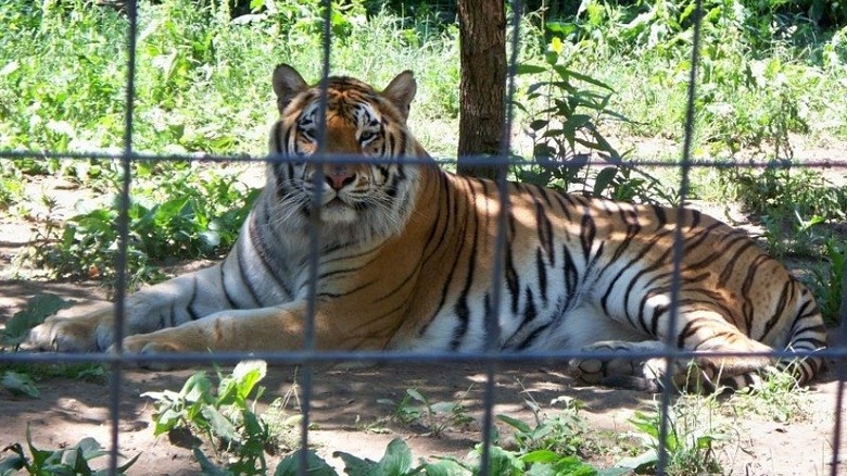 A tiger at the Black Pine Animal Sanctuary in Albion, Indiana