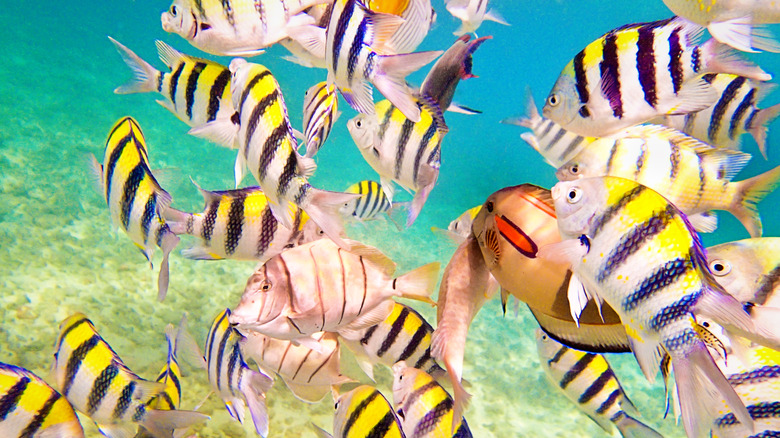 school of fish at Poipu Beach