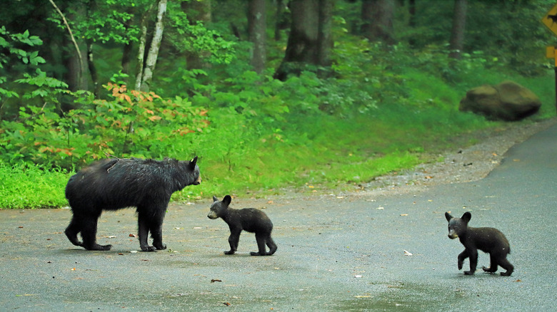 Black bears on the road in Cades Cove