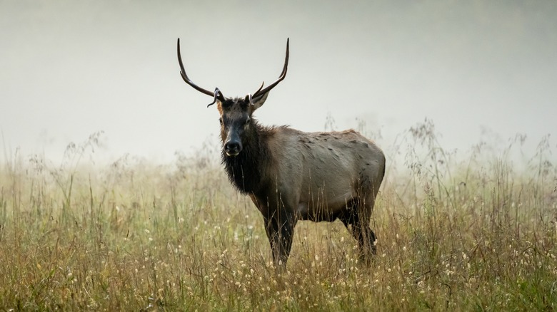 A small male elk stands in a foggy field in Cataloochee Valley