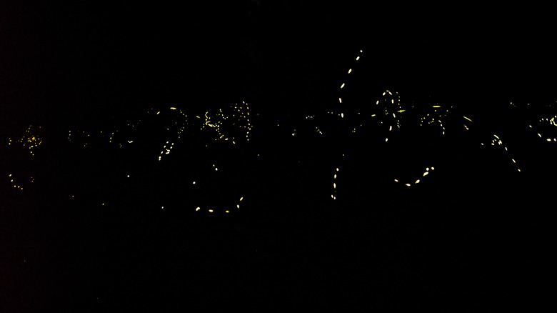 Fireflies light up the dark in the Elkmont area of the Smokies