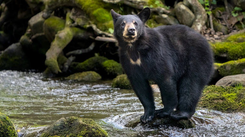 A black bear observes his surroundings from a small rock in the Great Smoky Mountains National Park