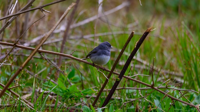 A dark-eyed junco down in the grass at Clingmans Dome